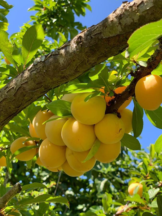 Appartamento Quinta Dos Girassois Fz Ferreira do Zêzere Esterno foto
